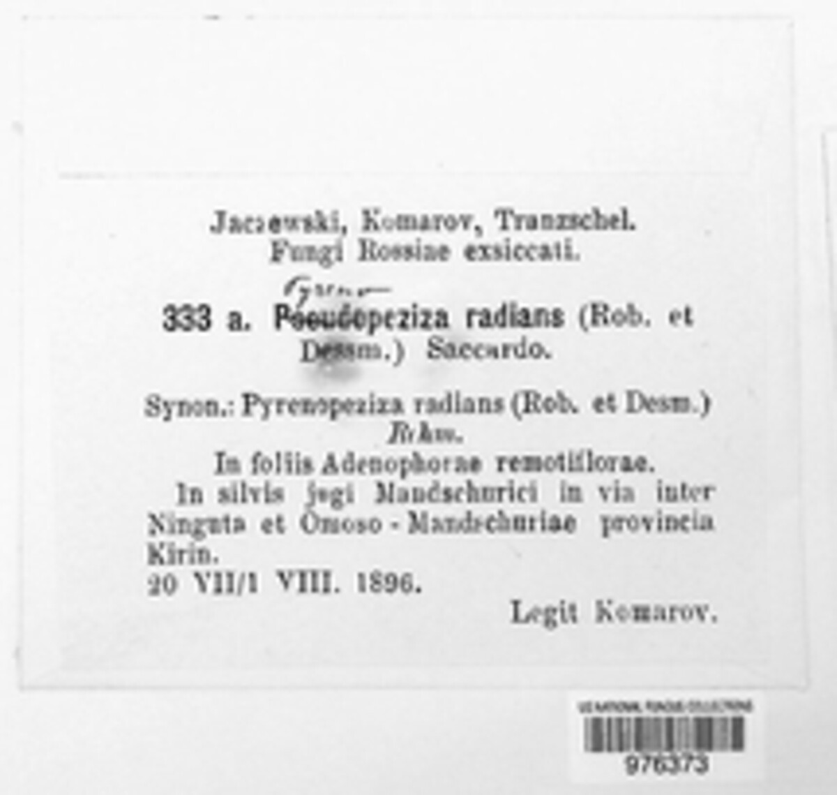 Pseudopeziza radians image